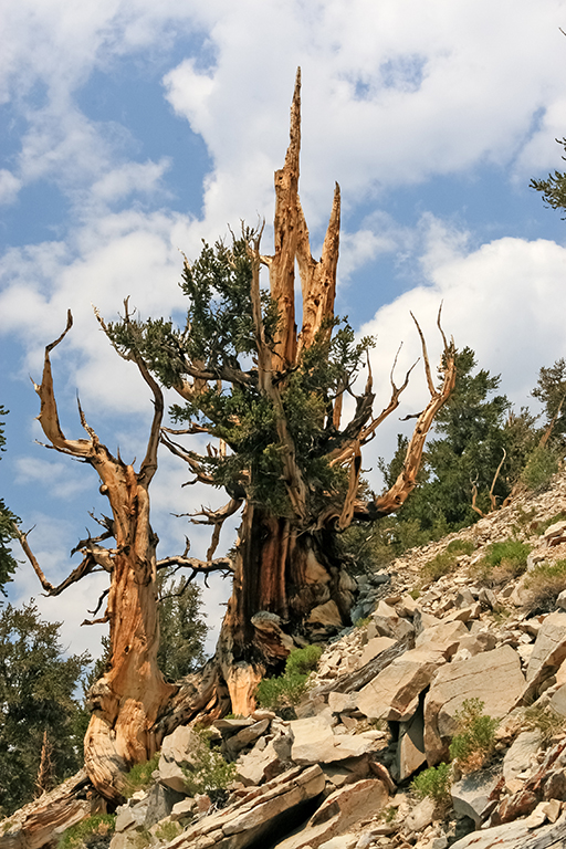 07-10 - 08.JPG - Ancient Bristecone Pine National Monument, CA